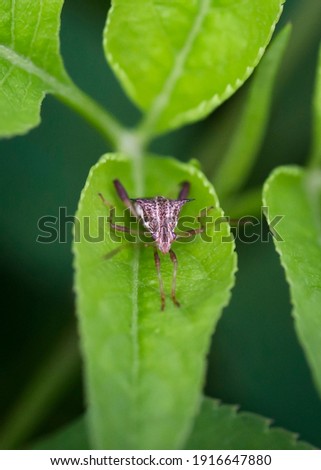 Riptortus pedestris, a species of Broad-headed bugs Royalty-Free Stock Photo #1916647880