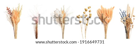 Set with beautiful decorative dry flowers on white background, banner design  Royalty-Free Stock Photo #1916649731