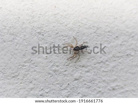 Dimorphic jumping spider, a species of Jumping spider Royalty-Free Stock Photo #1916661776