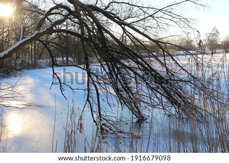 Frozen branches in the ice of a lake during wintertime