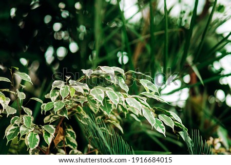 Tropical botanical garden, leaves close up