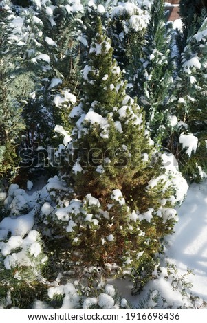 Coniferous trees in the garden under the snow in February. Berlin, Germany 
