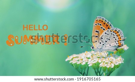 Hello summer. One butterfly roosting on a inflorescence, close-up side view with a blurred background. Orange butterfly on a blurred fairytale wild meadow background.