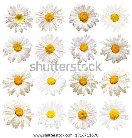 Collection head daisies flowers isolated on white background. Perfectly retouched, full depth of field on the photo. Flat lay, top view. Floral pattern, object Royalty-Free Stock Photo #1916711570