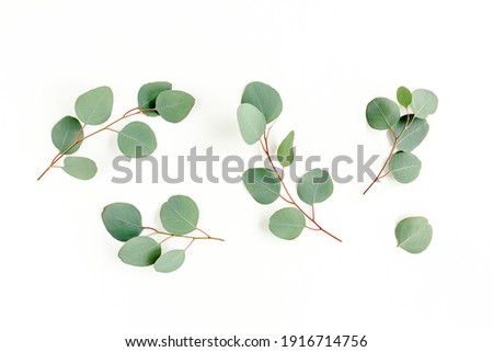 green leaves eucalyptus isolated on white background. flat lay, top view Royalty-Free Stock Photo #1916714756
