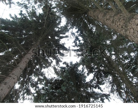 The tops of green fluffy pines in winter. The view from the bottom up.