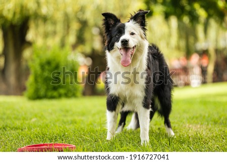 Young black and white border collie standing on grass with frisbee