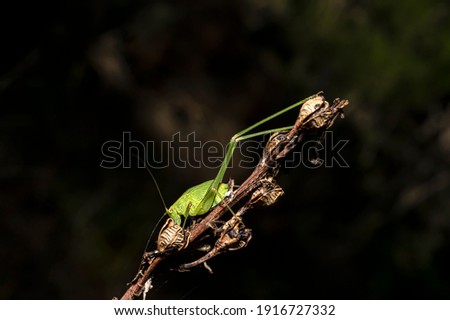 Green Grasshopper Common Grasshopper Phaneroptera Photographed in Sardinia, Macro Photography