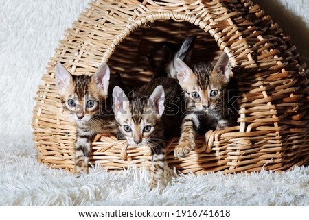 Three little bengal kittens in the wicker basket. Wicker house for cats. High quality photo