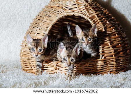 Three fluffy bengal kitten in the wicker basket on the white background. Young beautiful purebred short haired kitties. High quality photo