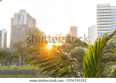 sunset in bangkok view of palm trees and skyscrapers