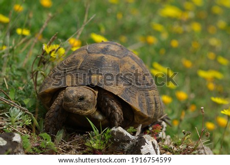 Portrait of turtle in flowers 