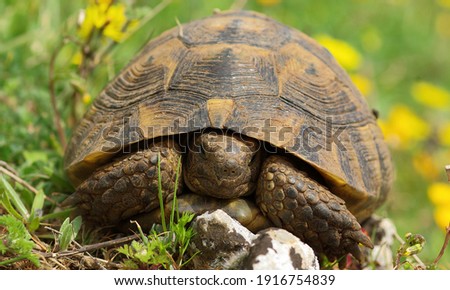 Portrait of turtle in flowers