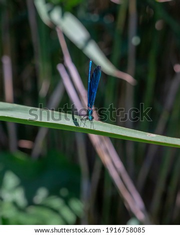 Beautiful blue dragonfly sitting on a leaf. Macro photography detail clos-up image of a isolated Calopteryx virgo - Plitvice Lakes National Park, Croatia.
