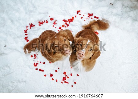 Two cute nova scotia duck tolling retriever dogs on a valentine's day. Heart made of roses on a snow background Royalty-Free Stock Photo #1916764607