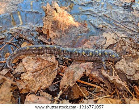 Spotted Salamander Northwoods Michigan Wildlife