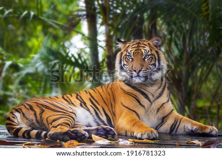 This beautiful Bengal tiger is looking relaxed and sitting like an innocent cat. Although they can be quite aggressive and dangerous in the wild. Royalty-Free Stock Photo #1916781323