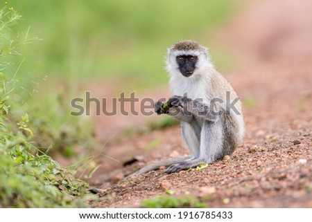 Vervet monkey (Chlorocebus) eating, sitting down, Lake Mburo National Park, Uganda Royalty-Free Stock Photo #1916785433
