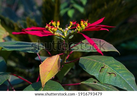 Colorful garden, red and yellow flowers of different types.