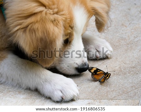 border collie puppy looking at a butterfly
