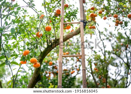 Ripe tangerines on trees, Lai Vung pink mandarin in Dong Thap province, Vietnam country, Mekong Delta, farm