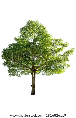 Tree isolated on white background,plant tree love the world concept. Royalty-Free Stock Photo #1916826119