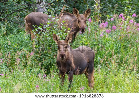 These curious moose calves were seen at mile 92 in Denali National Park hanging around the airstrip. 