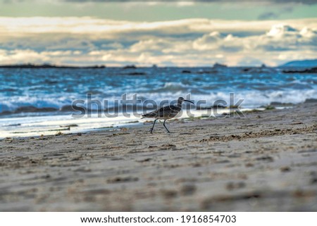 Whimbrel bird on the shore of Laguna Beach California ocean againt sea water