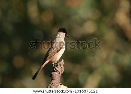 The Sooty-headed Bulbul in nature of Thailand