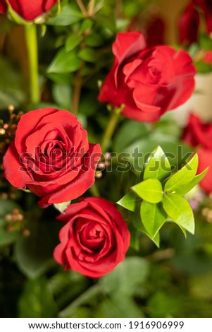 Red roses floral background with depth of field.