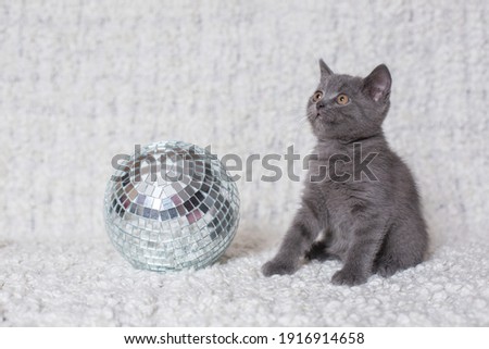 small beautiful british cat with a disk ball on a white background
