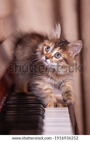 Kitten on a piano keyboard close up