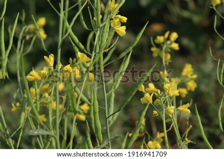 yellow colored mustard flower firm view on field Royalty-Free Stock Photo #1916941709