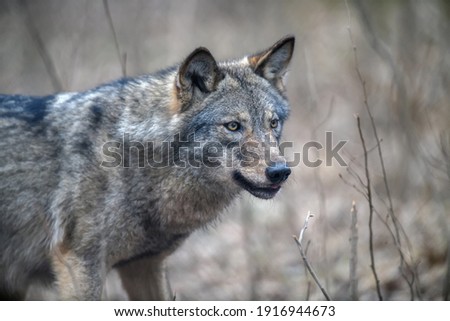 Close up portrait wolf in winter forest background. Animal in the nature habitat