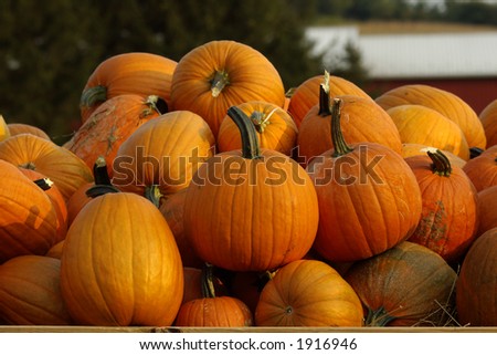 Collection of pumpkins