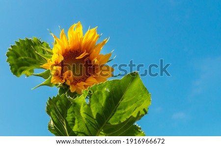 A sunflower on a blue sky background with an empty copy space. Orange summer sunflower in the field.   Amazing beautiful picture. The sun is shining brightly. Sunny day. The time of harvest.