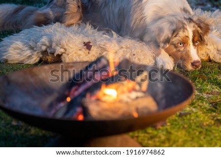 Portrait of an Australian Shepherd, by the campfire. Dog lies on fur at dusk. Portrait of an Australian Shepherd, by the campfire. Dog lies on a fur rug at dusk. Selective focus on dog.