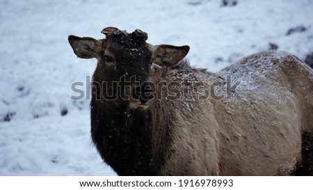Altai wapiti (maral) without horns looks at the camera. Antlers of young Siberian stag, that is, horns, will only grow by summer. Pictured is a winter day. Image with selective focus, noise effects.