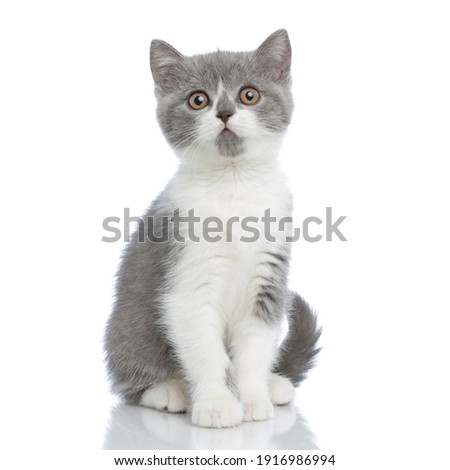 sweet british shorthair cat looking at the camera with big intimidating eyes and sitting against white background Royalty-Free Stock Photo #1916986994