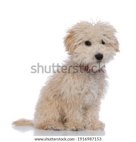 adorable caniche dog sitting and looking at the camera, wearing a red bowtie against white background Royalty-Free Stock Photo #1916987153