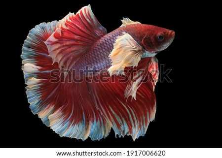 Close up of red white Betta fish. Beautiful Siamese fighting fish, Betta splendens isolated on black background, Studio shot.