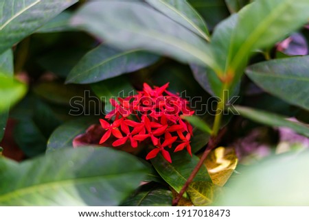 Red Ixora or Rubiaceae with green leaf in the park