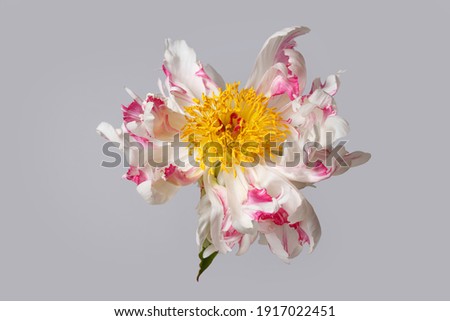 Funny white-pink peony flower not even shape isolated on a  grey background.