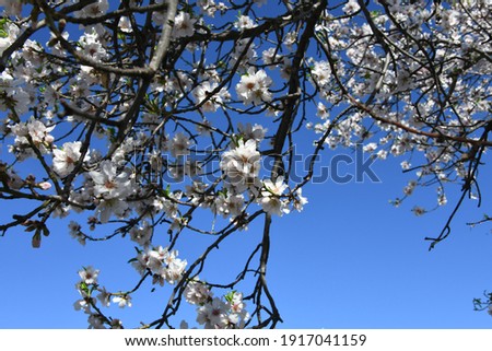 the first almond blossoms in the province of Alicante, Costa Blanca, Spain, January, 2021