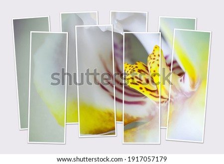 Isolated eight frames collage of picture of white orchid flower. Mock-up of modular photo.
