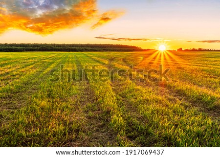 Scenic view at beautiful spring sunset in a green shiny field with green grass and golden sun rays, deep blue cloudy sky on a background , forest and country road, summer valley landscape Royalty-Free Stock Photo #1917069437