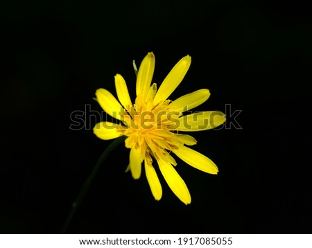 A yellow beautiful flower shot. Black background.