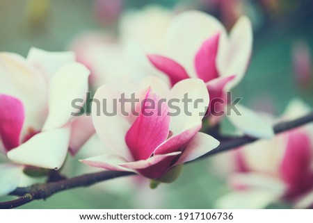 blooming pink magnolia tree, nature background, fresh spring flowers at sunrise light