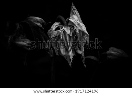 Dark flower leaf structure polen shape