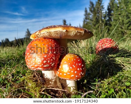 A family of fly-agarics grows in the forest on moss and grass.